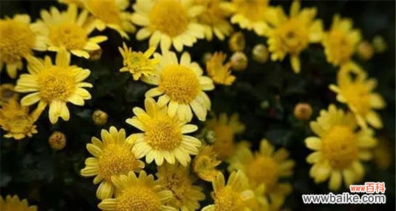 揭开菊花的秘密 菊花的特点和象征意义