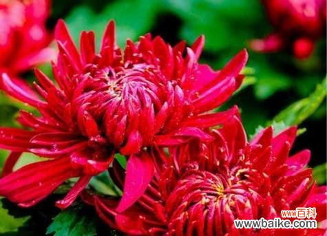 探究菊花的寓意与象征 菊花的花语