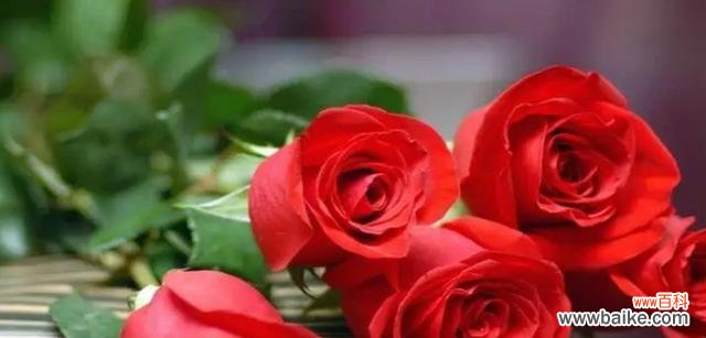 传递情感的花朵 菊花的花语与寓意