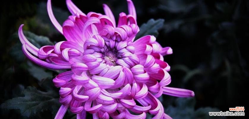 菊花 菊花的花语与寓意——探索它们的深刻含义