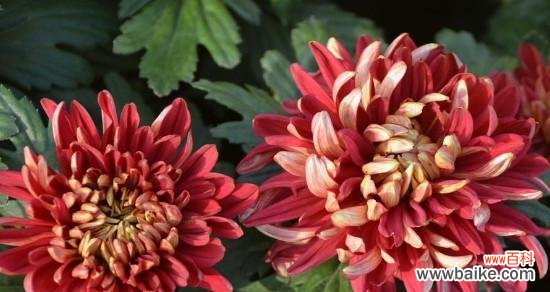 探索菊花背后的含义与象征 菊花的花语与意义