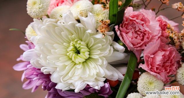 探索菊花背后的含义与象征 菊花的花语与意义