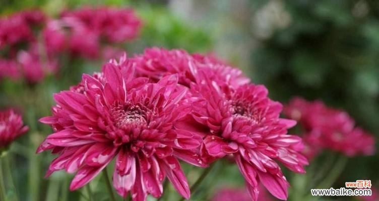 探索菊花背后的含义与象征 菊花的花语与意义