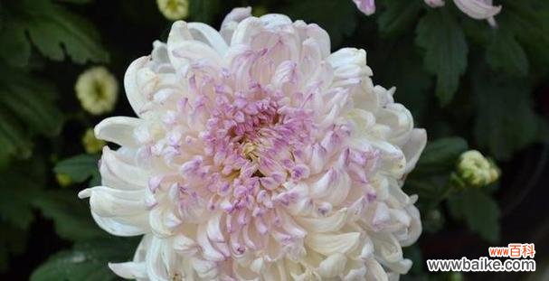 揭示花语中的深意和文化内涵 菊花的寓意与象征