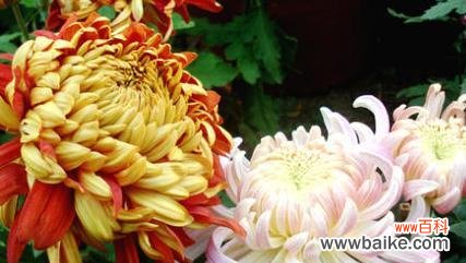 揭示花语中的深意和文化内涵 菊花的寓意与象征