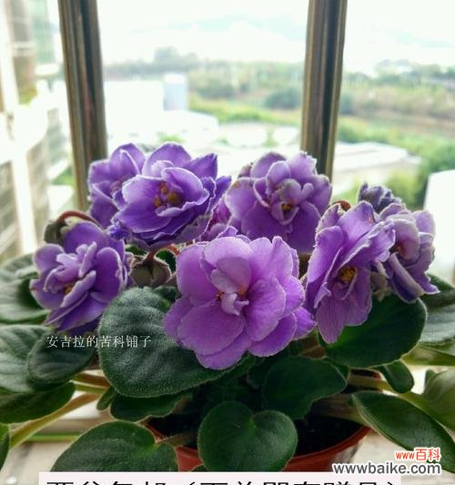 探索紫罗兰所象征的情感与寓意 紫罗兰