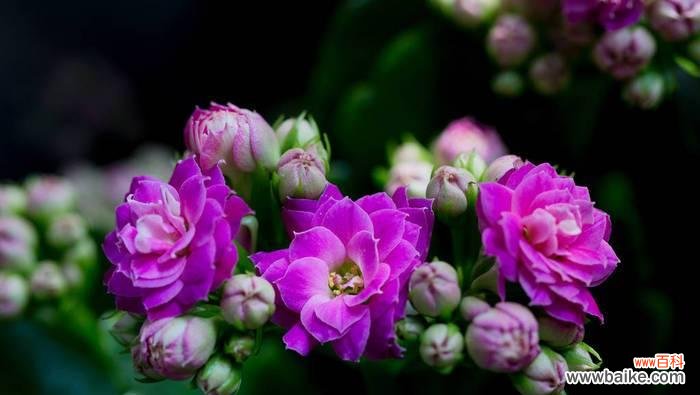 探索紫罗兰所象征的情感与寓意 紫罗兰