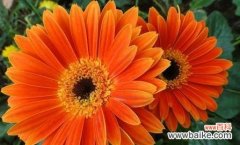 探索以代表欲望的花及其花语的意义 花语中的欲望