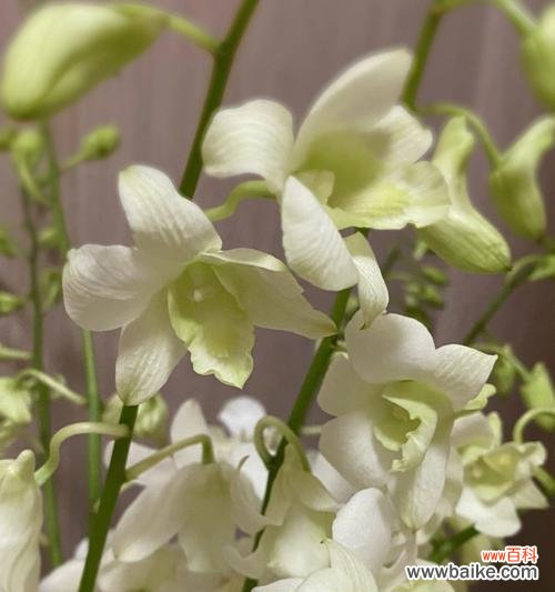 唤起心灵的花海旋律 洋兰花语