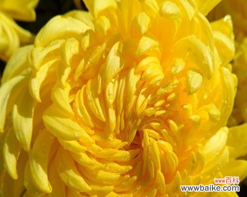 从花语到文化象征 揭开菊花的含义之谜