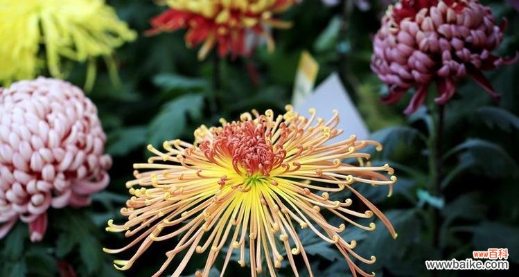 从花语到文化象征 揭开菊花的含义之谜