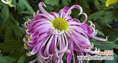 从花语到文化象征 揭开菊花的含义之谜