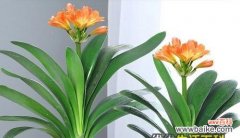 深入探究君子兰的象征意义与文化内涵 以君子兰花语是什么