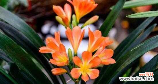 君子兰的花语传递着高尚品质与幸福心境 以君子兰的花语探寻美好生活的真谛