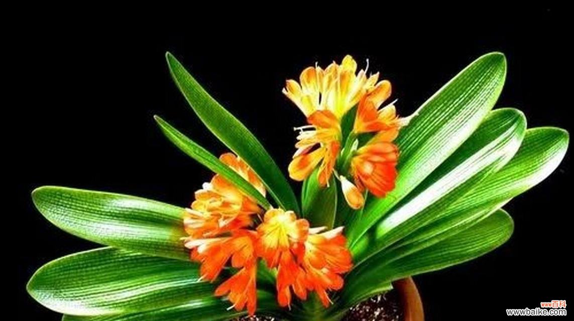 高雅、优雅的君子兰 君子兰的花语