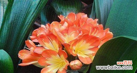 高雅、优雅的君子兰 君子兰的花语