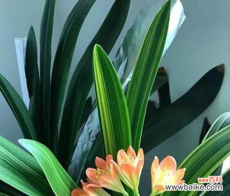 高雅、优雅的君子兰 君子兰的花语