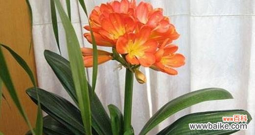 饱经沧桑绽放自在 君子兰开花的寓意——凝练至高境界