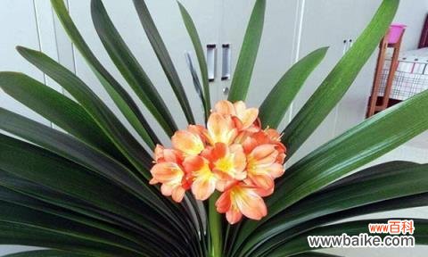 展现高尚品质的君子兰 君子兰花语的象征与寓意