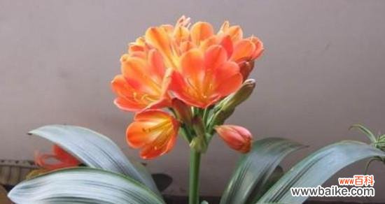 君子兰花的寓意及特点 君子兰