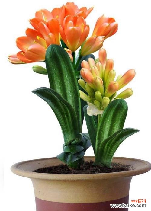 以君子兰为寓意 君子兰