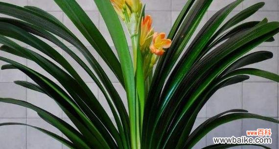 君子兰的品质和文化内涵 以君子兰为象征的高尚精神