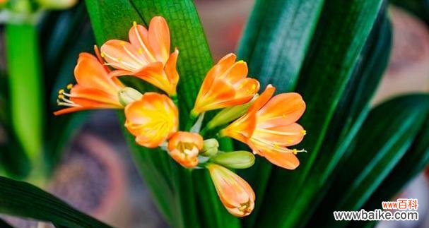 探寻君子兰花开的奥秘 君子兰突然开花了,寓意何在