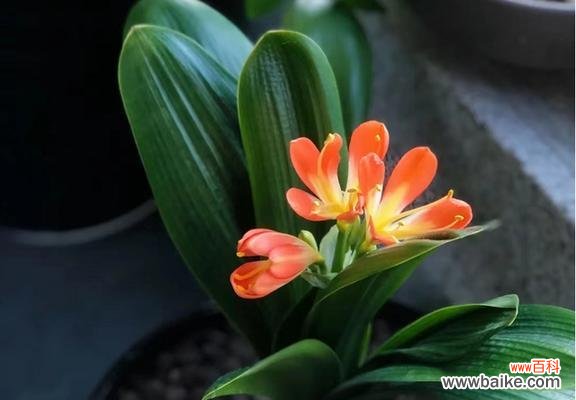 探寻君子兰花开的奥秘 君子兰突然开花了,寓意何在