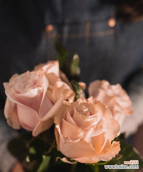 用一杯咖啡搭配一朵玫瑰 卡布奇诺玫瑰花语