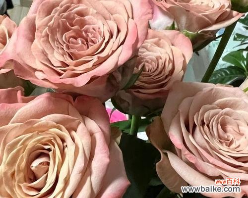 卡布奇诺玫瑰的花语和寓意解读 用卡布奇诺玫瑰传递爱的味道