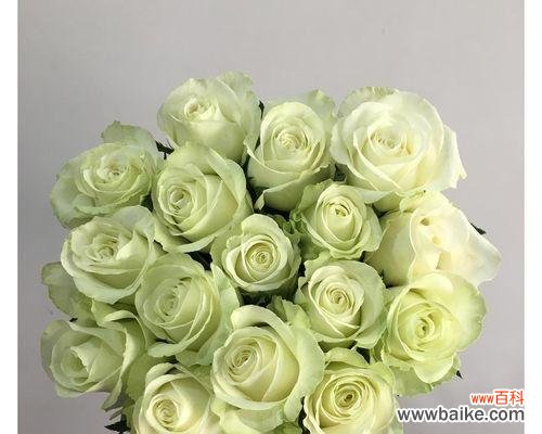 探秘18朵玫瑰所代表的情感和寓意 18朵玫瑰的花语及象征意义