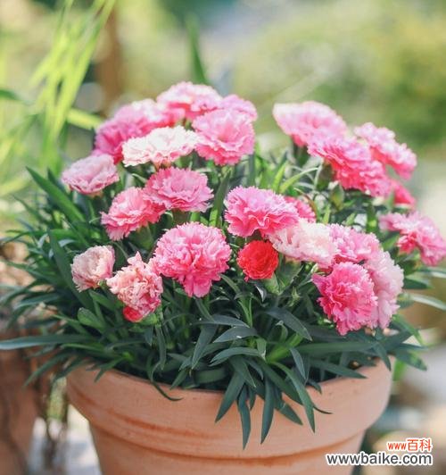 不同颜色康乃馨的意义与象征 康乃馨花的色彩语言