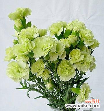 揭开康乃馨白色花语的深层寓意 康乃馨白色花语的神秘魅力