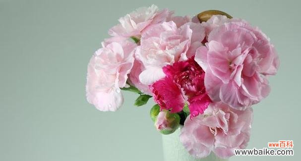 揭开康乃馨白色花语的深层寓意 康乃馨白色花语的神秘魅力