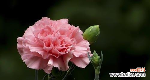 揭开康乃馨白色花语的深层寓意 康乃馨白色花语的神秘魅力