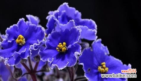 盛开的花朵 卡萨布兰卡花语——传递浪漫与纯净的情感