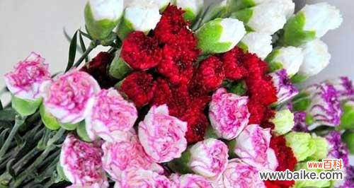 探究康乃馨花语的深层含义 康乃馨花语——爱情的象征