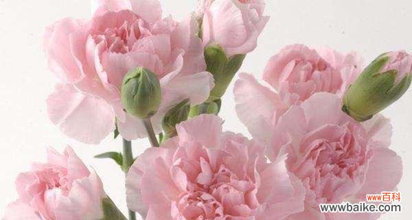 探究康乃馨花语的深层含义 康乃馨花语——爱情的象征