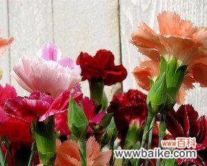 康乃馨 康乃馨的含义与象征