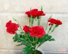 芬芳的康乃馨 康乃馨