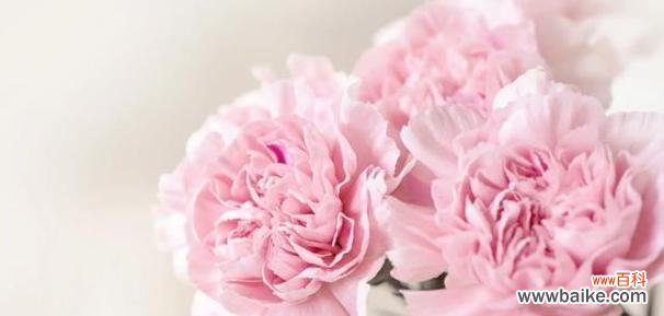 康乃馨的由来及其在不同文化中的象征意义 康乃馨的象征意义