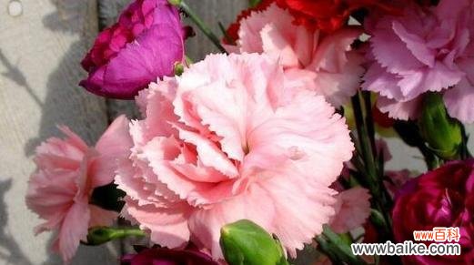 康乃馨的花语和文化背景 康乃馨-爱与美的象征