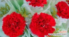 一朵康乃馨的意义与象征 康乃馨