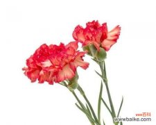 探寻康乃馨的花语及其文化内涵 康乃馨的象征意义及其美丽花语