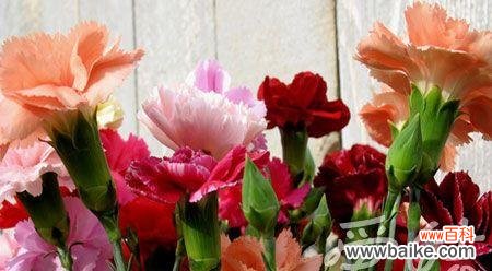 揭秘康乃馨的花语与象征 康乃馨的花语及其意义