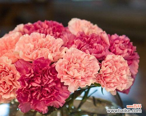 解读康乃馨的花语 康乃馨花的含义与象征