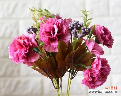 解读康乃馨的花语 康乃馨花的含义与象征