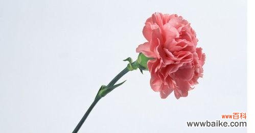 探寻康乃馨所蕴含的深刻内涵 康乃馨的象征意义及其