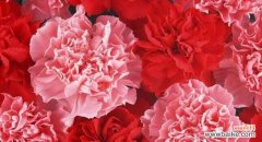 康乃馨的花语及文化内涵 康乃馨的象征意义与精神