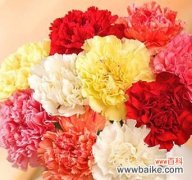 康乃馨的独特之处及其象征意义 康乃馨